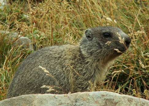Sorpresa in Appennino tosco-emiliano - Marmotta